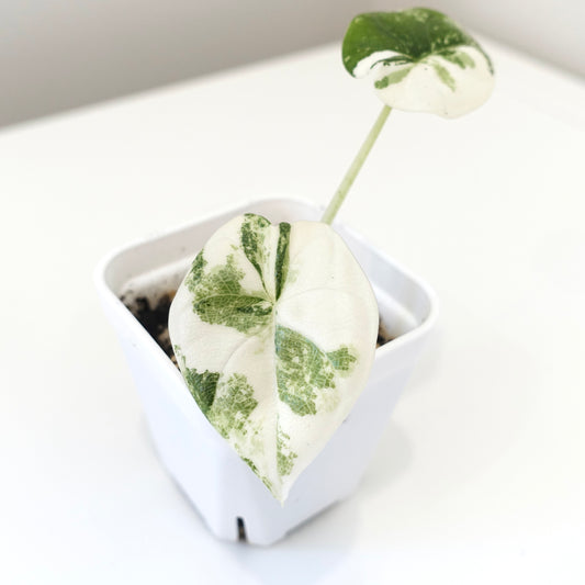 Alocasia Melo Albo - 001