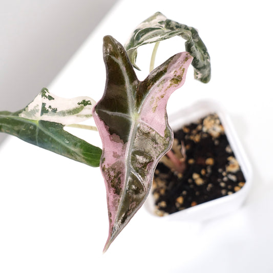 Alocasia Nobilis Pink - 001