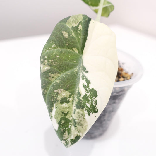 Alocasia Maharani 'Albo' - 002
