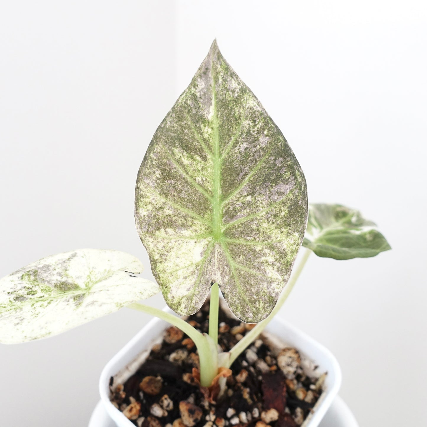 Alocasia Regal Shield Albo - 001