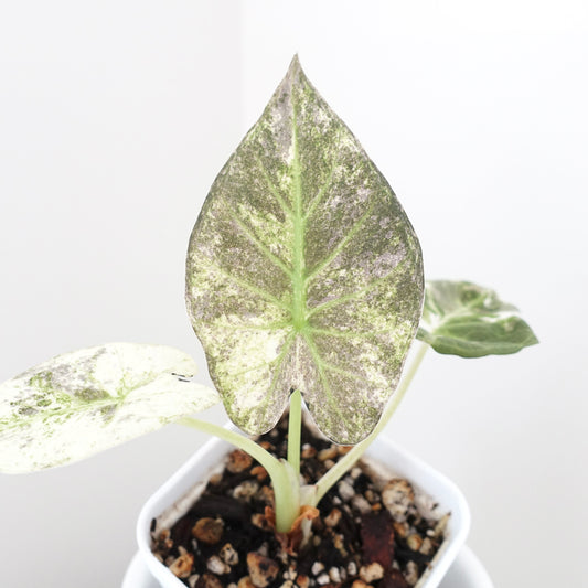 Alocasia Regal Shield Albo - 001