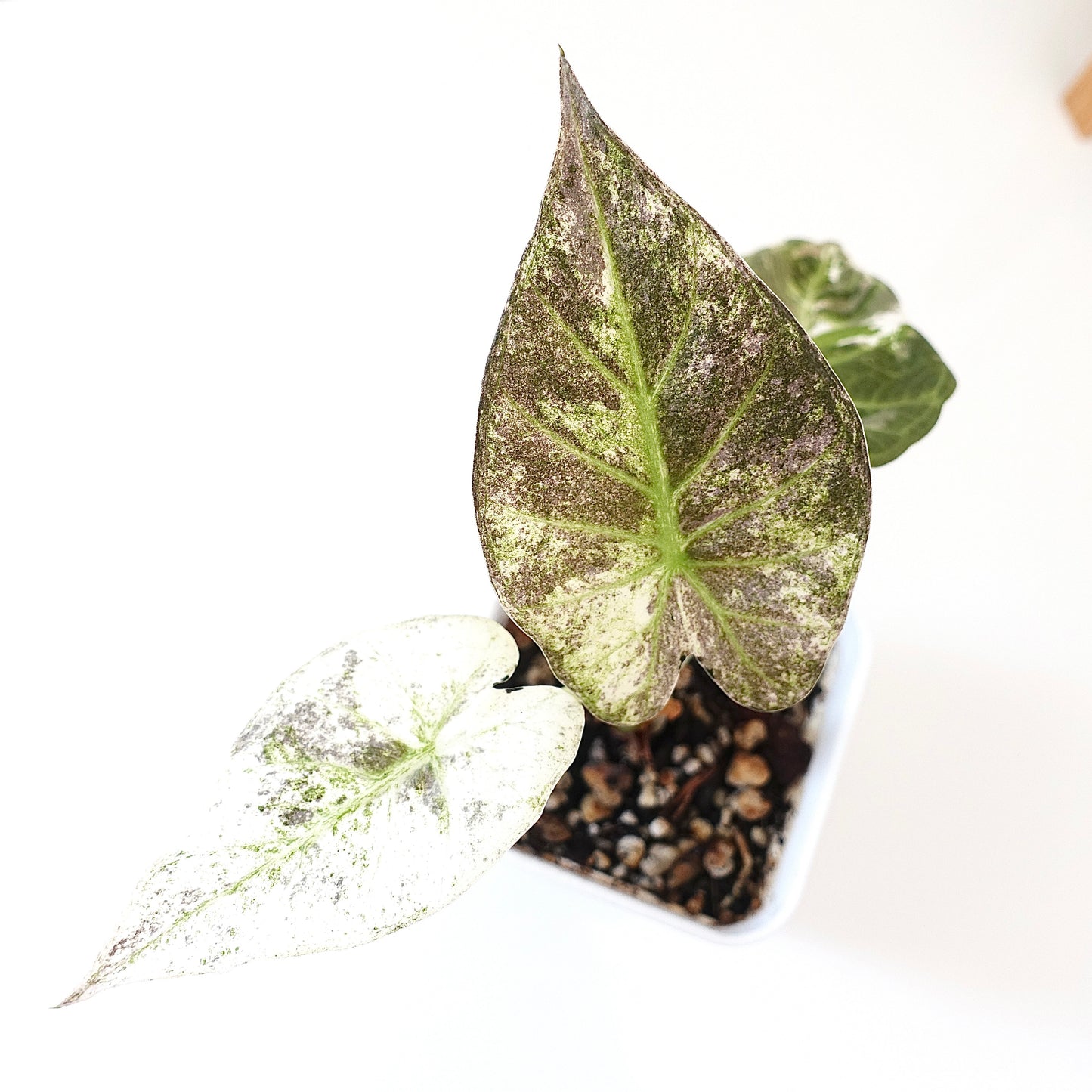 Alocasia Regal Shield Albo - 001