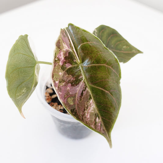 Alocasia Azlanii Pink - 001