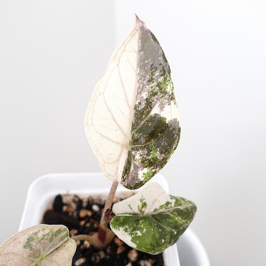 Alocasia Wentii Pink - 001