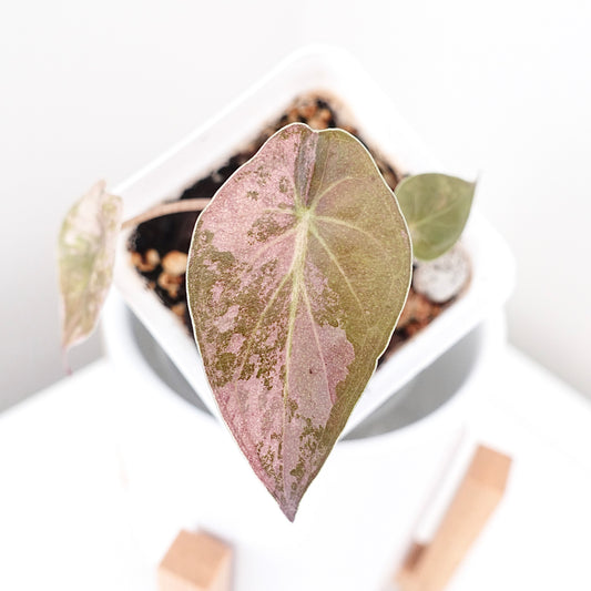 Alocasia Wentii Pink - 002