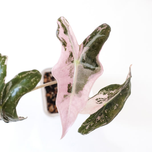 Alocasia Nobilis Pink - 002