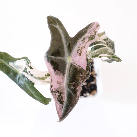 Alocasia Nobilis Pink - 001