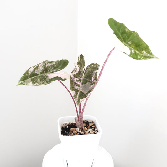 Alocasia Pseudo Sanderiana True Pink - 002