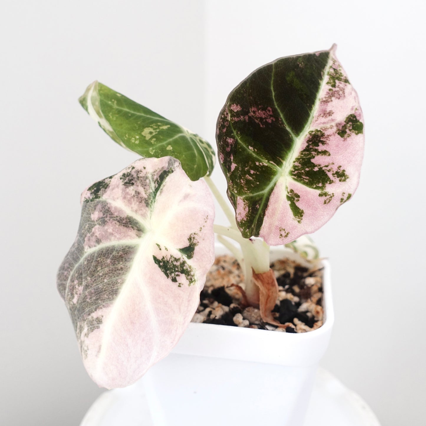 Alocasia Black Velvet Pink Variegated