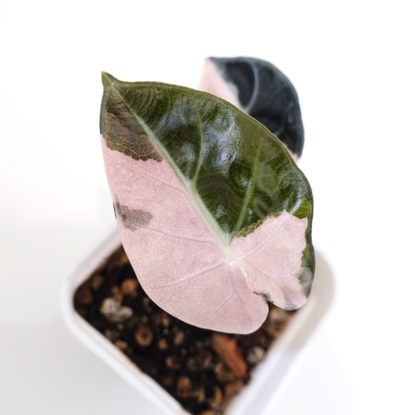 Alocasia Heart Balloon Pink