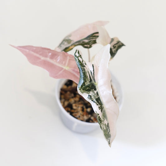 Alocasia Nobilis Pink Variegated K Form