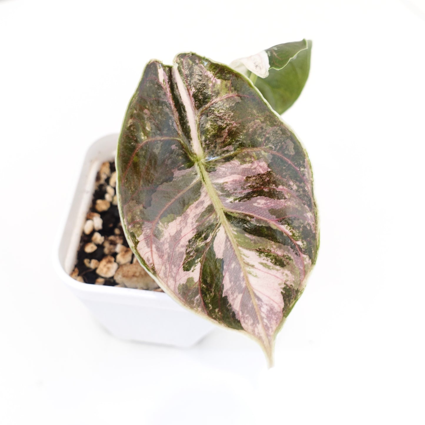 Alocasia Azlanii Pink