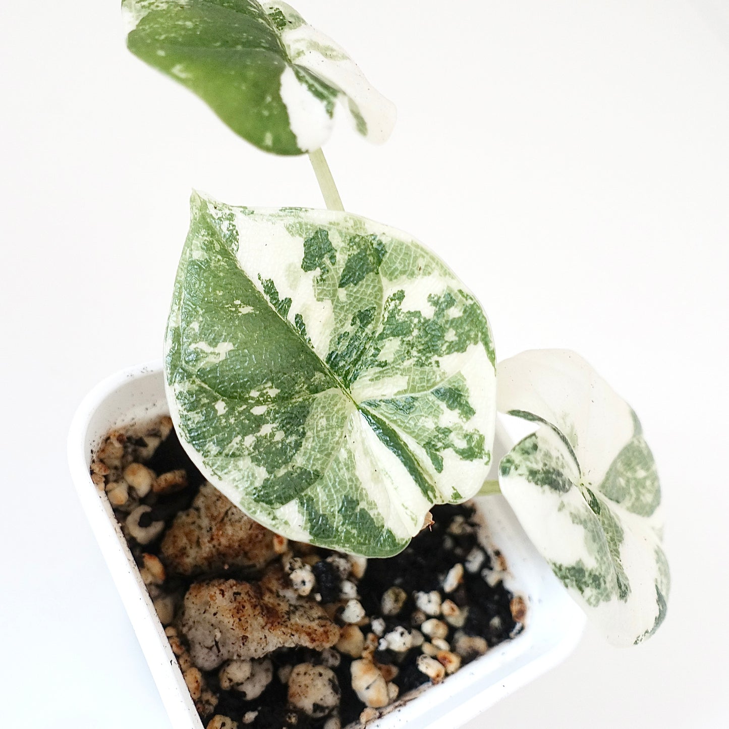 Alocasia Melo Albo