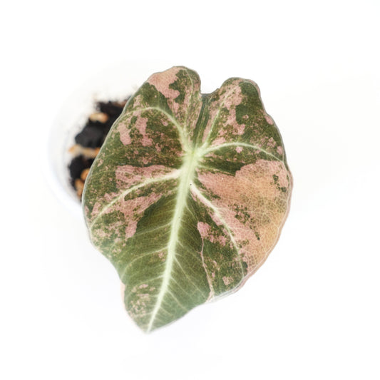 Alocasia Black Velvet Golden Variegated