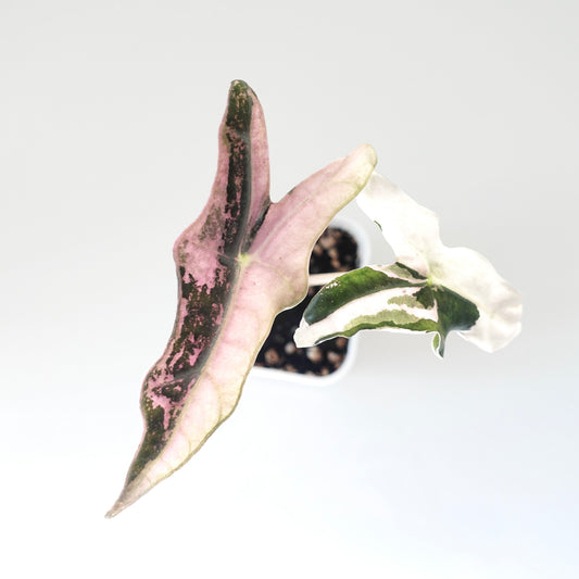 Alocasia Nobilis Pink Variegated K Form