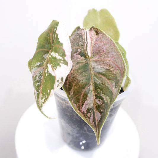 Alocasia Azlanii Pink