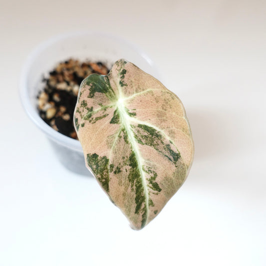 Alocasia Black Velvet Golden Variegated