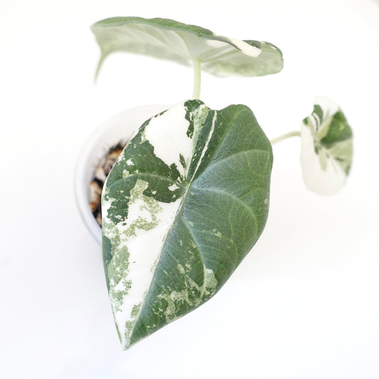Alocasia Maharani 'Albo'