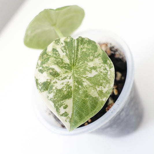 Alocasia Melo Albo