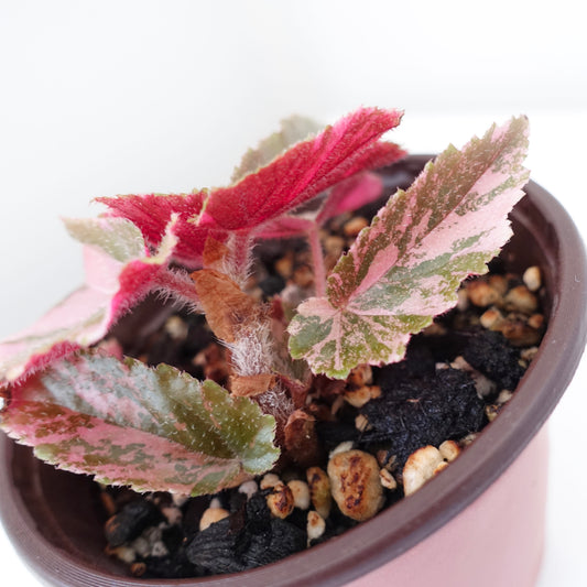 Begonia 'Ginny Galaxy' Variegated