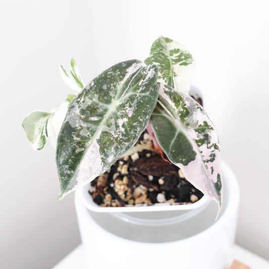Alocasia Amazonica Pink