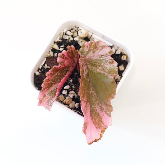 Begonia 'Ginny Galaxy' Variegated