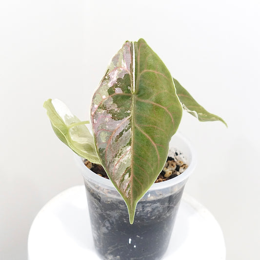 Alocasia Azlanii Pink