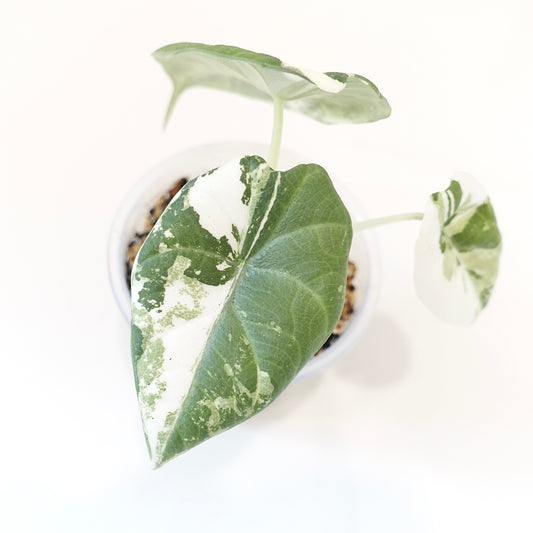 Alocasia Maharani 'Albo'