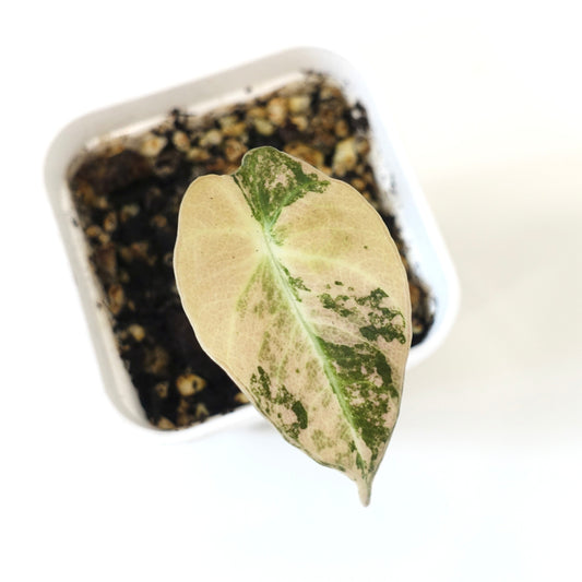 Alocasia Black Velvet Golden Variegated