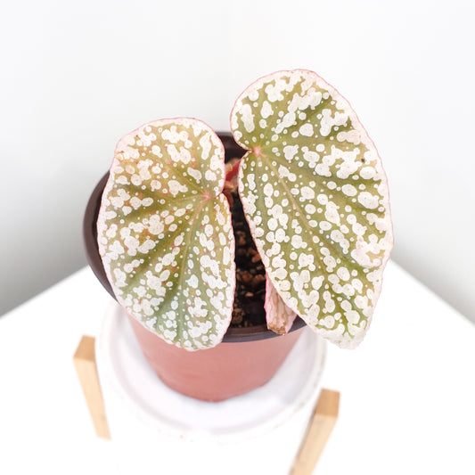 Begonia Snow Capped Pink Variegated