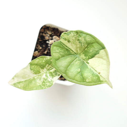 Alocasia Dragon Scale Albo