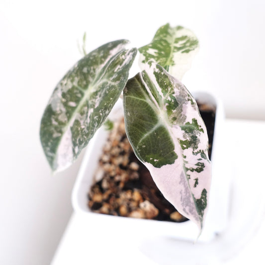 Alocasia Amazonica Pink