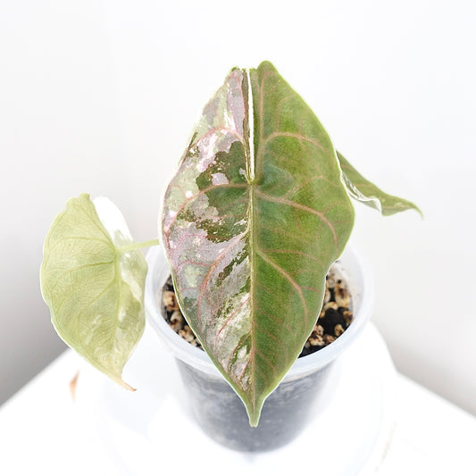 Alocasia Azlanii Pink