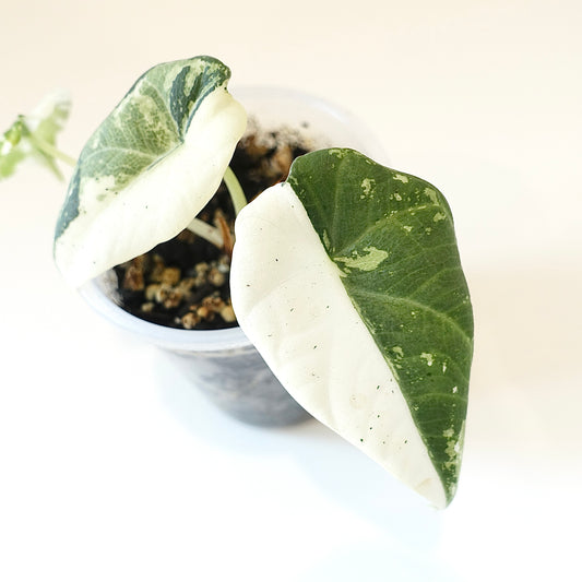Alocasia Maharani 'Albo'