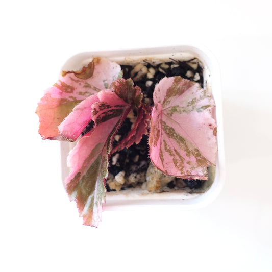 Begonia 'Ginny Galaxy' Variegated