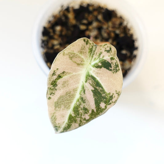 Alocasia Black Velvet Golden Variegated