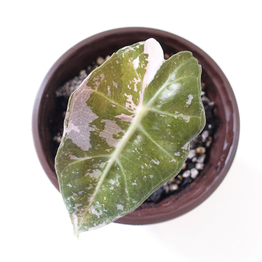 Alocasia Amazonica Pink
