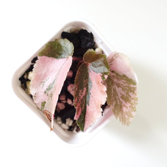 Begonia 'Ginny Galaxy' Variegated
