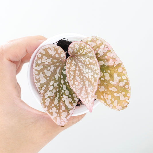 Begonia Snow Capped Pink Variegated