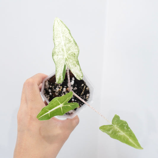 Alocasia Sarian Albo Variegated