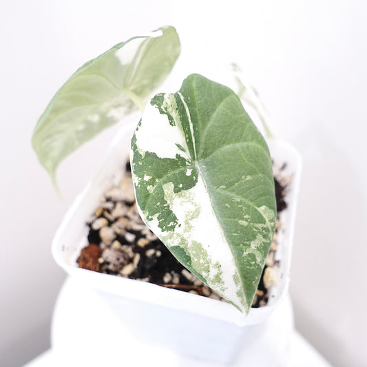 Alocasia Maharani 'Albo' Variegated