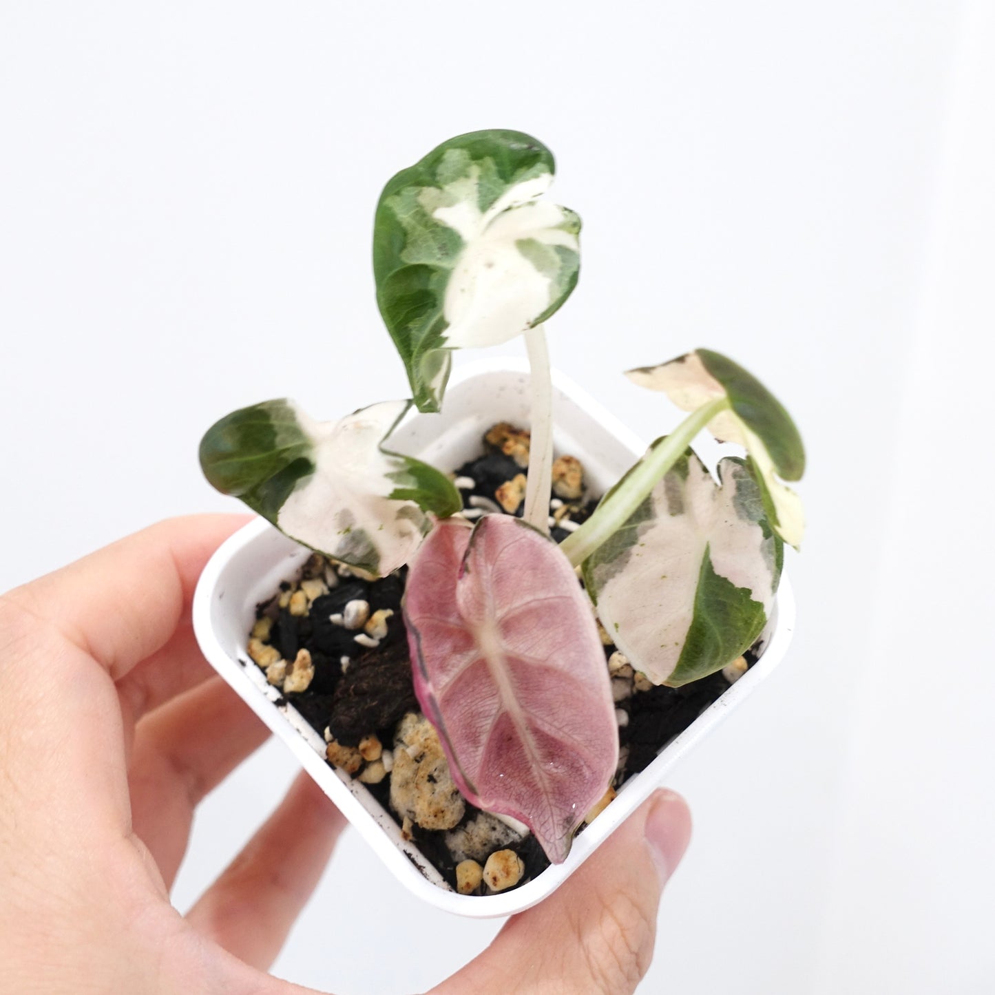 Alocasia Heart Balloon Pink Variegated