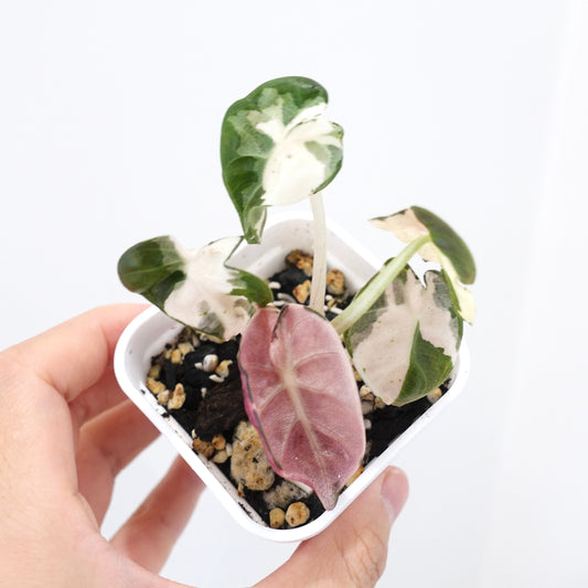 Alocasia Heart Balloon Pink Variegated
