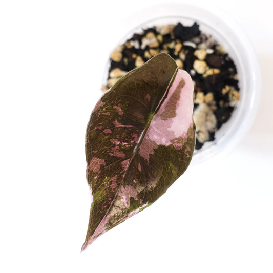 Alocasia Chantrieri Pink Variegated