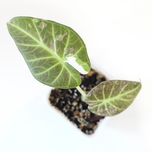 Alocasia Regal Shield Albo Variegated