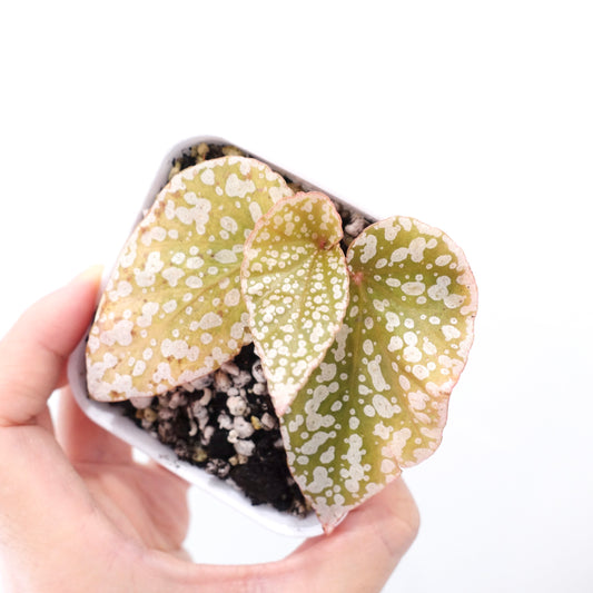 Begonia Snow Capped Pink Variegated