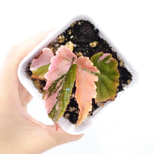 Begonia 'Ginny Galaxy' Variegated