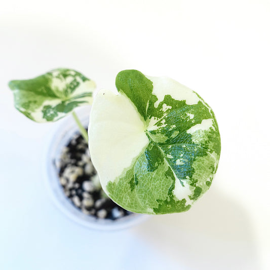Alocasia Melo Albo Variegated