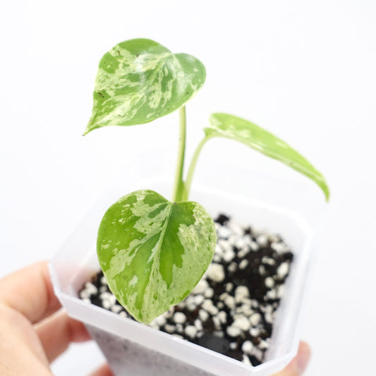 Monstera Bulbasaur