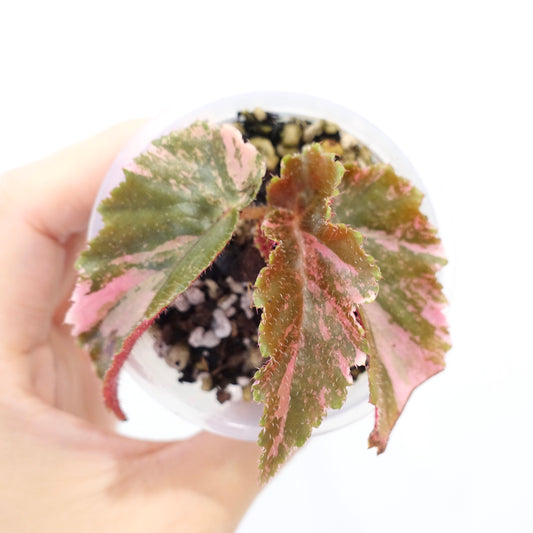 Begonia 'Ginny Galaxy' Variegated